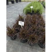 Пенісетум щетинистий 'Рубрум' (Pennisetum setaceum 'Rubrum') С3